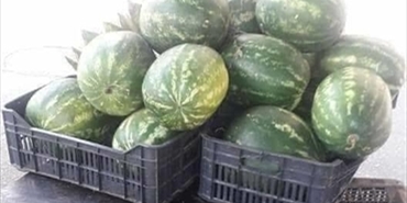 الفلسطيني في لبنان ممنوع من بيع البطيخ!