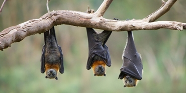 دراسات حديثة تكشف معلومات وحقائق مذهلة عن الخفافيش.. اليكم التفاصيل