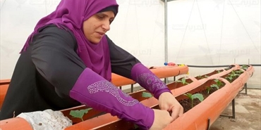 سطوح خضراء في عين الحلوة