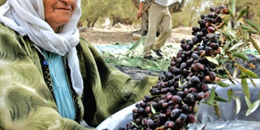 دعماً للاجئين الفلسطينيين: أميمة تحيي «رائحة الزيتون»
