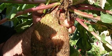 اكبر فجلة في مخيم عين الحلوة