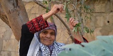حكاية زيتونة الحاجة عريفة