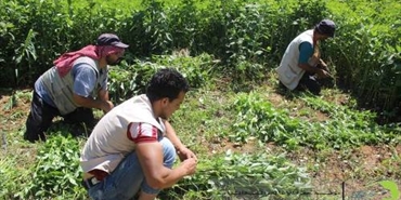 جفرا توزع محصولها الزراعي على النازحين الفلسطينيين جنوب دمشق
