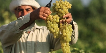 زراعة غزة تفتتح موسم العنب اللابذري