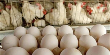 بعد ارتفاع أسعار البيض والدجاج.. موائد الفلسطينيين في درعا تقتصر على الخضار
