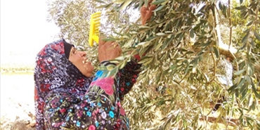 زيتون نابلس.. قِطاف على ضفاف الخطر!