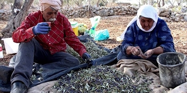 "الجاروعة" و"البدوديا" و"الجداد".. الزيتون يتحدث بالفلسطيني