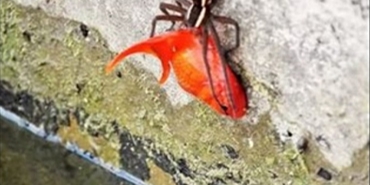 عنكبوت عملاق يصطاد سمكة من بركة مياه