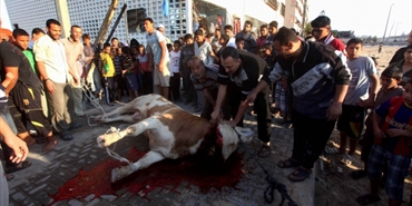 أضاحي العيد في غزة تُلّون الشوارع بالأحمر