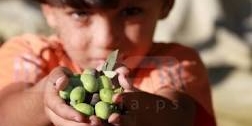 لاجئو الفارعة "يقطفون" زيتون قراهم المدمرة! 